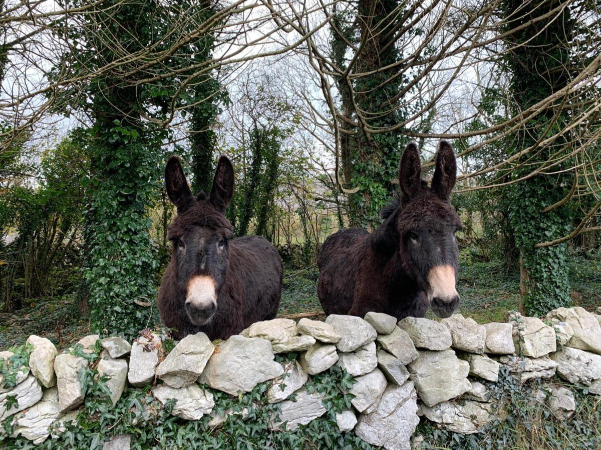 Burren Court Lodge Ballyvaughan Buitenkant foto